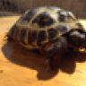 TortoiseBoy1999