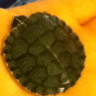 tortoiselover1