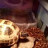 MangoTheTortoise123