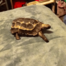 coleen76turtlelove