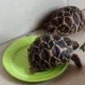 love_my_tortoise