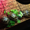 RKF Russian Tortoise Breeding