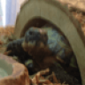 russiantortoises=awesome