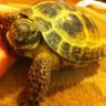 tortoiselove25