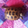 BorisTheTort