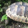 bonsai tortoise