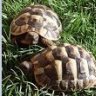 tortoise Inc