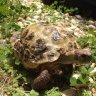 boris_tortoise