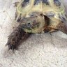 becky_tortoise