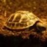 Tortoise Girl