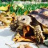 Northern Sulcata