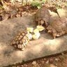 The Maltese tortoise