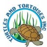 turtlesandtortoises