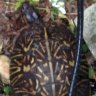 JaxFLBoxTurtles