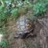 cincinnati box turtle