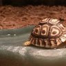 Tortellini-the-tortoise