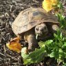 mj_the_tortoise