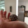 tobi_the_tortoise
