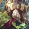 MarilynTheTort