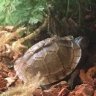 Turtleman135