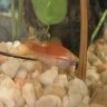 gourami