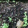 NewTortMom0417