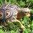 Tortoise_Named_Alfred