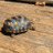 GeorgetheredfootTortoise