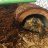 Lemmy the tortoise