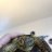 Squirtle_the_Tortoise