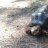 Tiki/Red Foot Tortoise