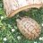 Golden Greek Tortoise 567