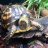 Turtlekeeper1924