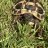 Frank_the_Tortoise_2020