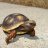 HawkTheRedFootTortoise