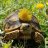 Thomas tortoise