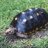 turtlelover2495