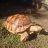 Sulcata_Sandy