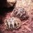 Fortheloveoftortoises