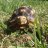 Timothy_tortoise