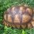 sulcata2014