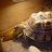 tortoise talk florida