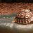 Tortellini-the-tortoise