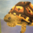 LeoTheTortoise