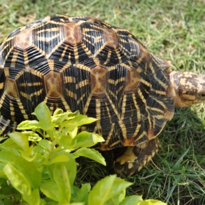 Indian Star Tortoise (Geochelone elegans)