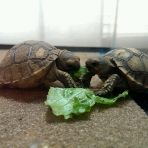My Two Liitle Tortoise