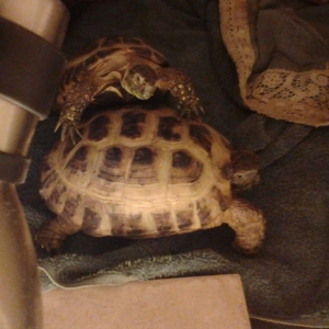 Russian rescues and our 15 year old  sulcata