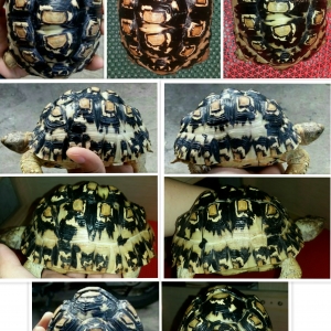 My tortoises family