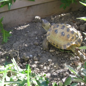 Tortoise Garden 2015