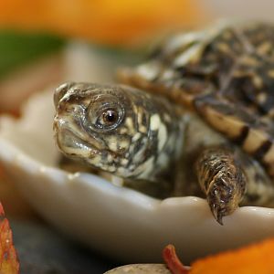 Desert Box Turtles